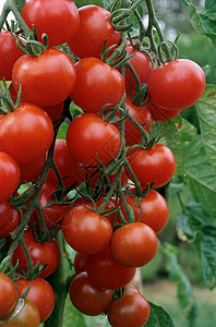 西红柿藤熟番茄背景