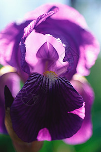 紫色的鸢尾图片