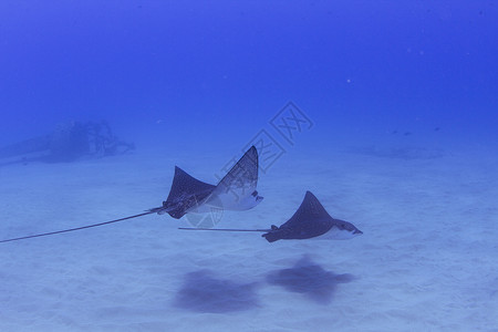 两条蝙蝠射线在美国夏威夷海床上游泳的水下视图高清图片