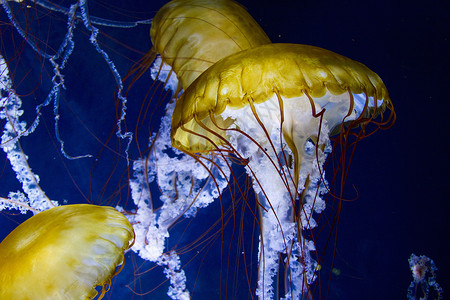 三只黄色水母漂浮在海水中的发光水下景色图片