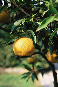 柠檬树地中海食物高清图片素材