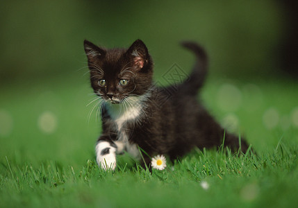小猫白天高清图片素材