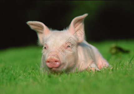 休息的小猪可爱的一只猪高清图片