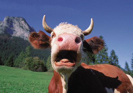 一只牛打呵欠的母牛背景