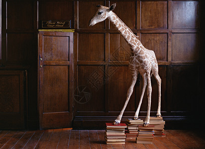 站在书上的长颈鹿高清图片