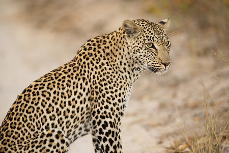 豹南非克鲁格高清图片