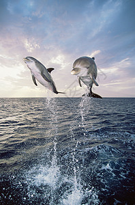 海豚从海里跳出来图片