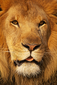 非洲狮舌头高清图片素材