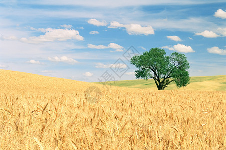 小麦植株华盛顿州帕卢斯山背景