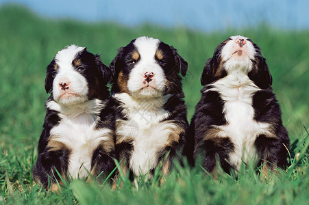 三只小狗可爱的高清图片素材