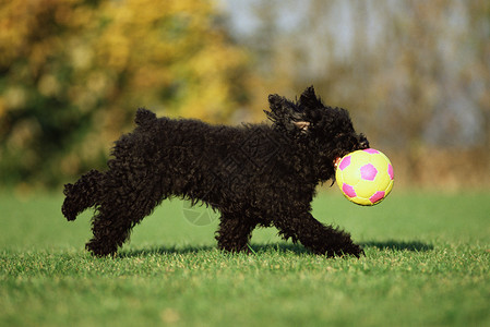 玩球的黑狗图片