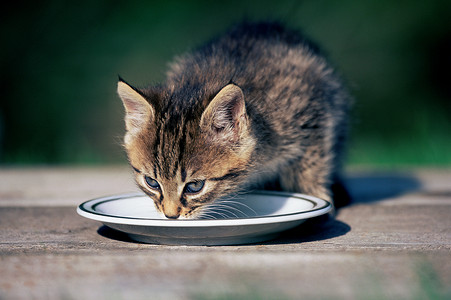 从茶碟里喝牛奶的小猫图片