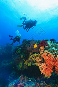 太平洋岛民种族潜水员在珊瑚礁游泳背景