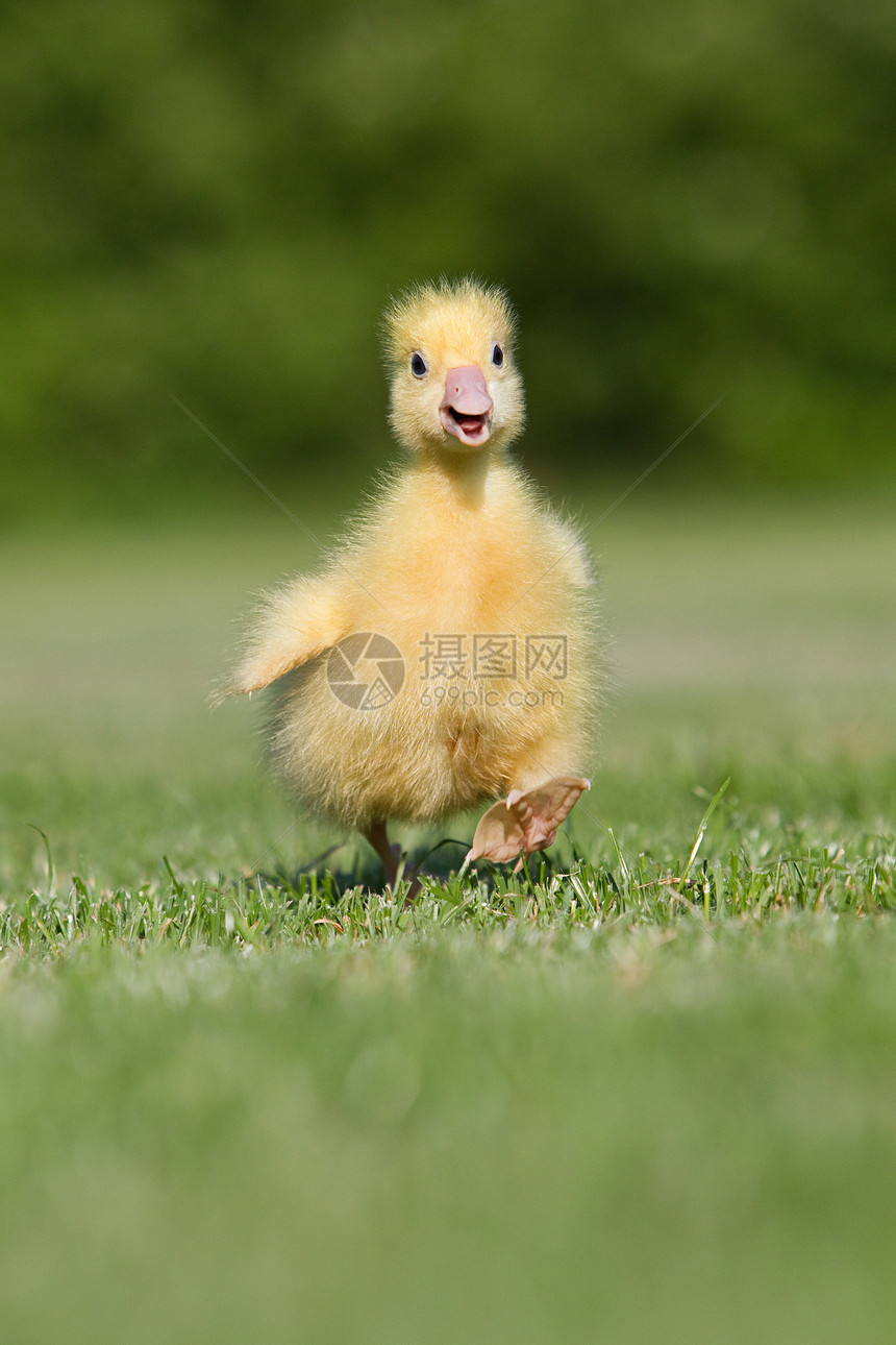 一只小鹅走在草地上图片