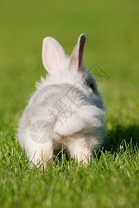 一只兔子在草地上图片