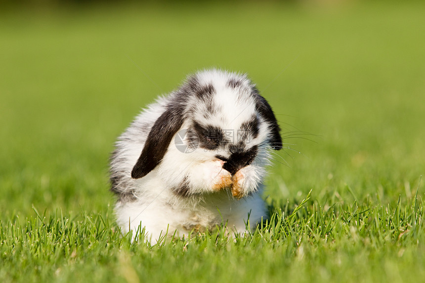 一只兔子坐在草地上自己打扫图片