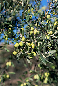 普罗旺斯堡莱克斯的橄榄高清图片