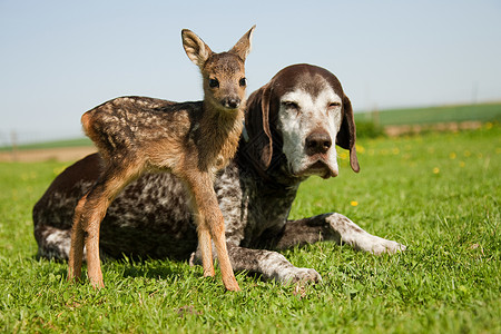 小鹿和狗坐在草地上两只动物高清图片素材