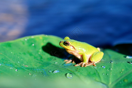 绿叶小青蛙叶子上的青蛙背景