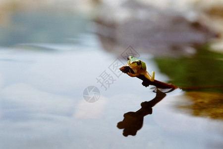 青蛙远离水背景图片