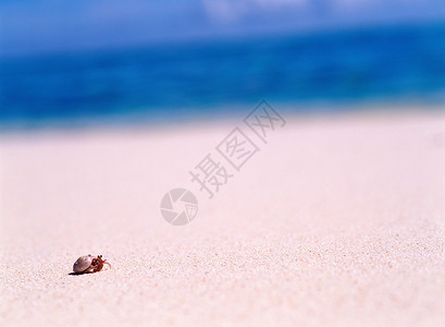 海滩上的寄居蟹特写镜头高清图片素材