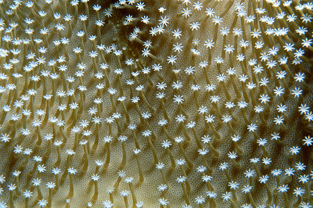 软珊瑚图片