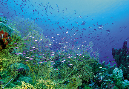 热带鱼类背景图片