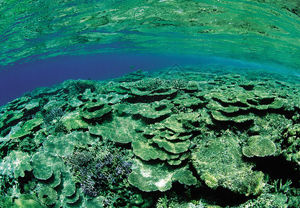 绿色珊瑚海洋动物背景