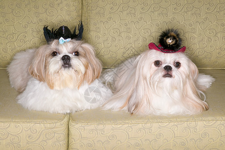 沙发上的两条派克犬背景图片