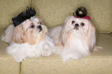 沙发上的两条派克犬背景图片