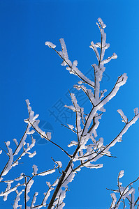 白雪覆盖的树枝背景图片