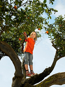 假小子站在橘子树上的小女孩背景