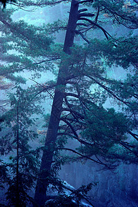 雾林中的树图片
