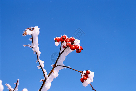 雪覆盖的红色水果背景图片