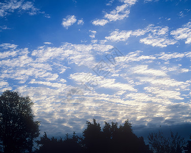 蓝天白云衬托下的树木轮廓背景图片