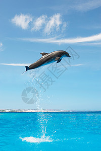 在空中飞跃的海豚图片