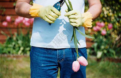 抱郁金香的园丁图片