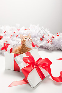 圣诞礼物盒中的小猫高清图片