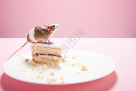 老鼠和盘子上的蛋糕片高清图片