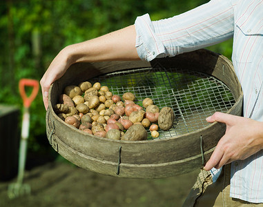 装满土豆的花园筛子背景图片
