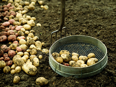 在土壤上新收获的土豆背景图片