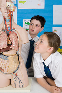 看解剖模型的学生教室高清图片素材