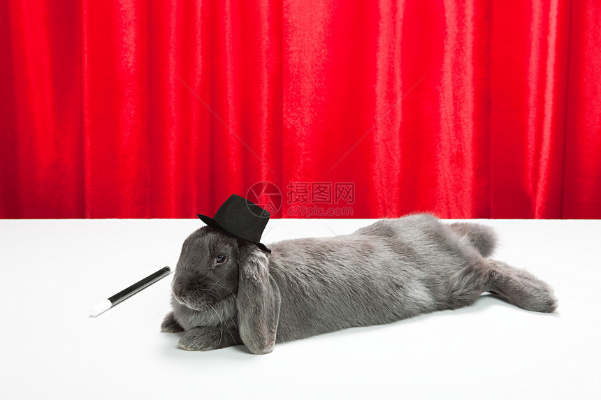 戴着顶帽，带着魔杖的兔子图片
