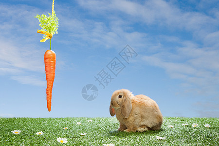 兔子胡萝卜分隔看着胡萝卜的兔子背景