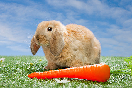 胡萝卜兔子边框在吃胡萝卜的兔子背景