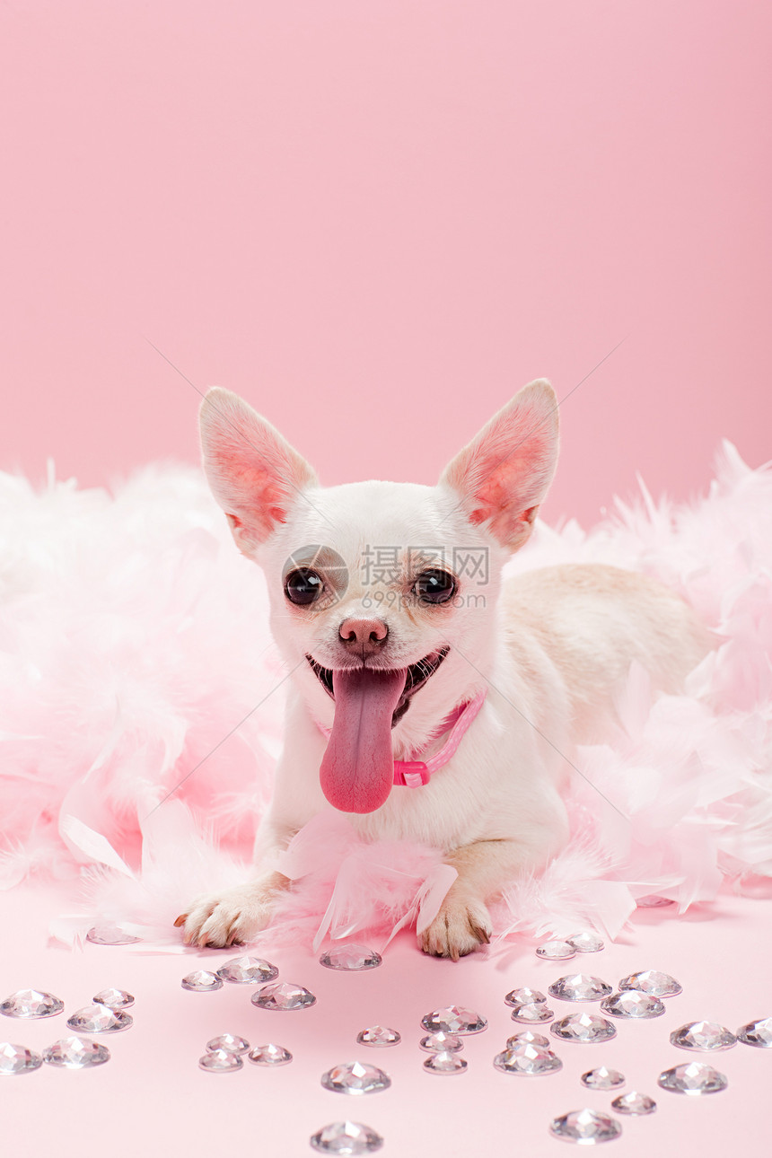 粉红色背景下的狗图片