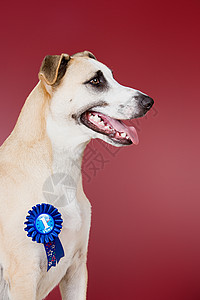 佩戴获胜花环的狗红色背景高清图片素材