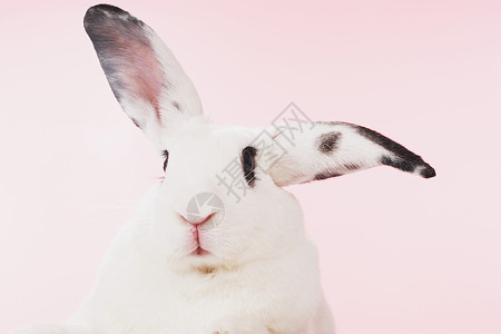 白兔背景图片