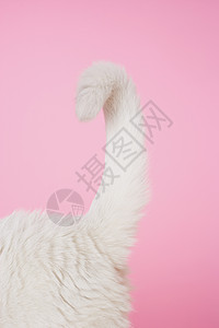 白猫的尾巴背景图片