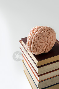 书上的大脑模型背景图片